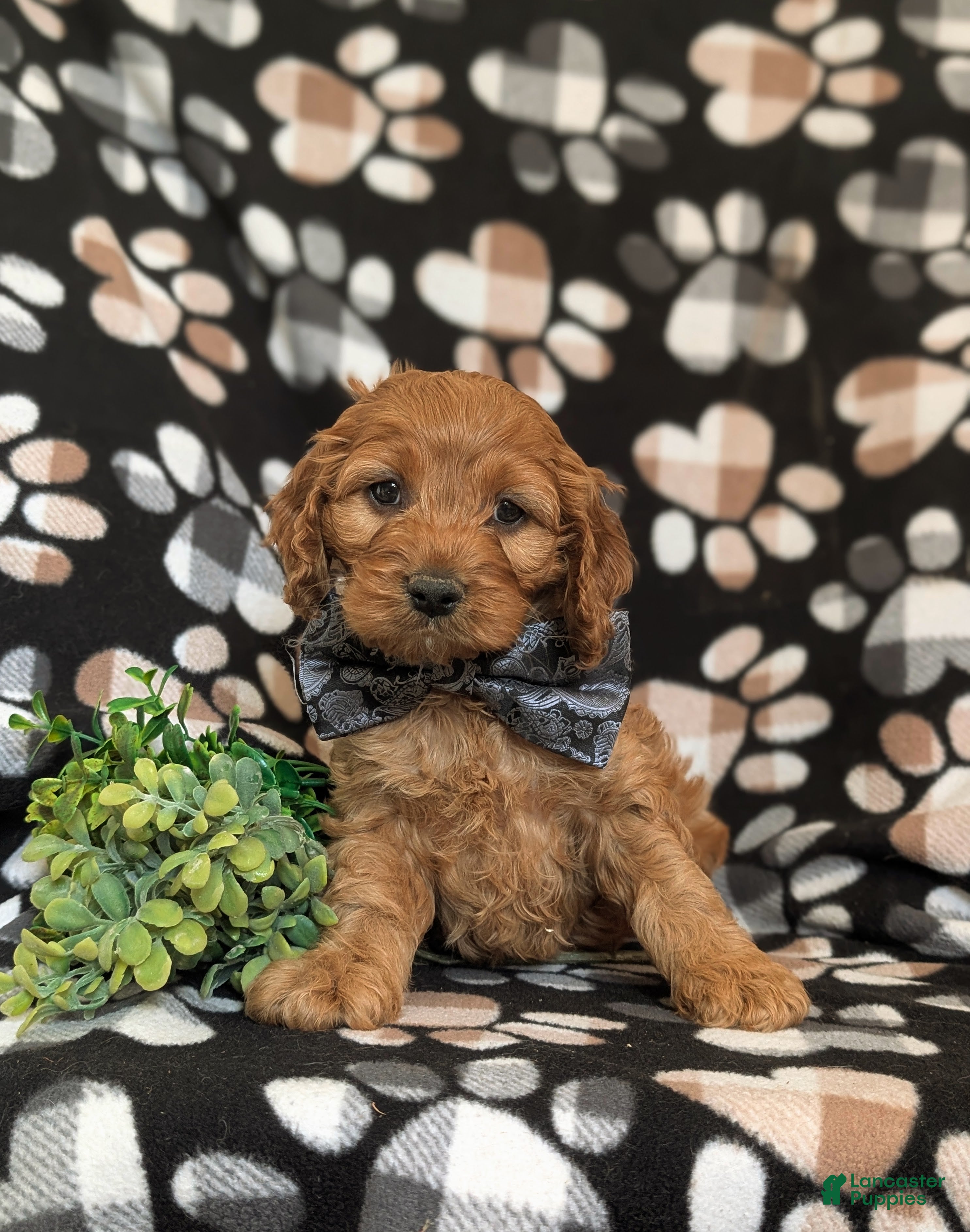 Cockapoo dogs Kayleb - Ad 1