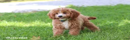 Cavapoochon dogs for sale: Stetson - Ad 1