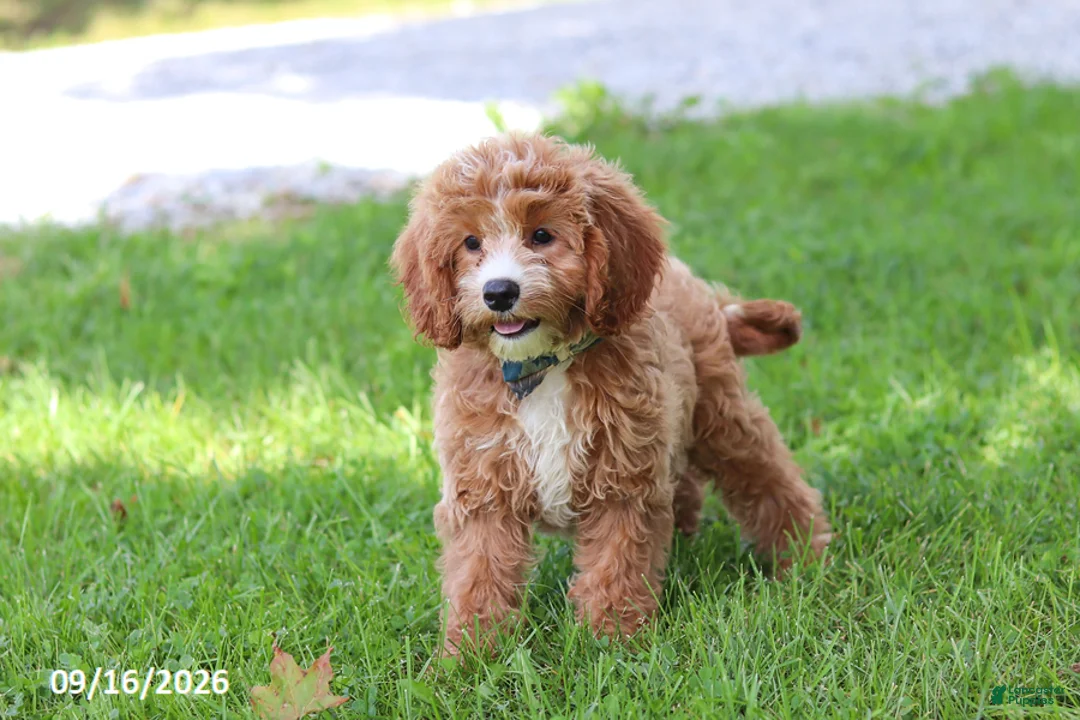 Cavapoochon dogs for sale: Stetson - Ad 1