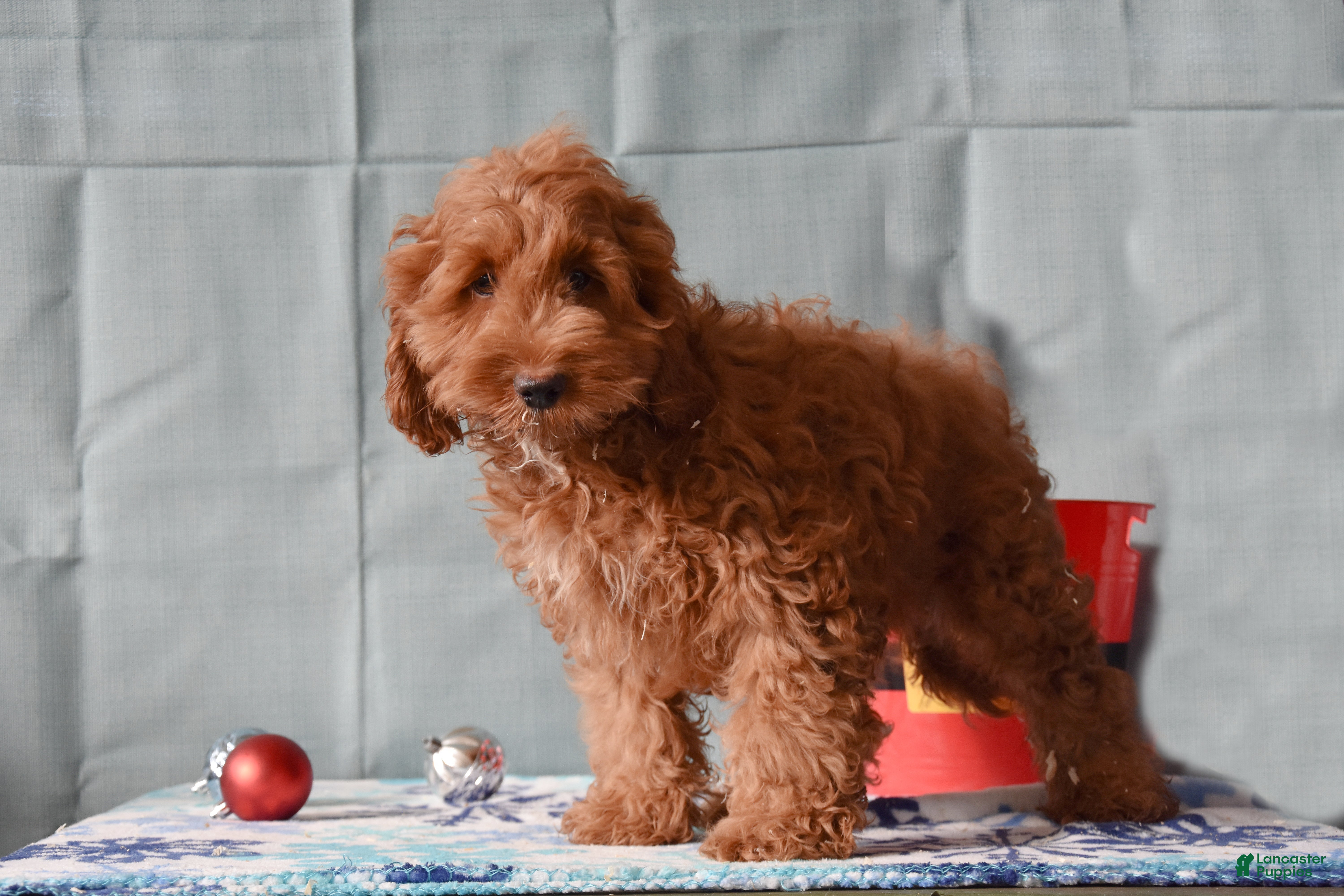 Cockapoo dogs Barney - Ad 15