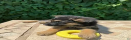 German Shepherd dogs for sale:  brownie  - Ad 3