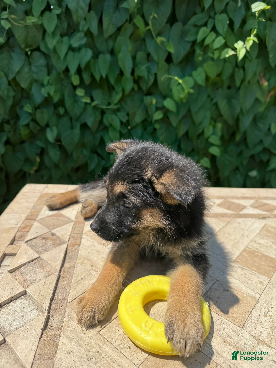 German Shepherd dogs for sale:  brownie  - Ad 3