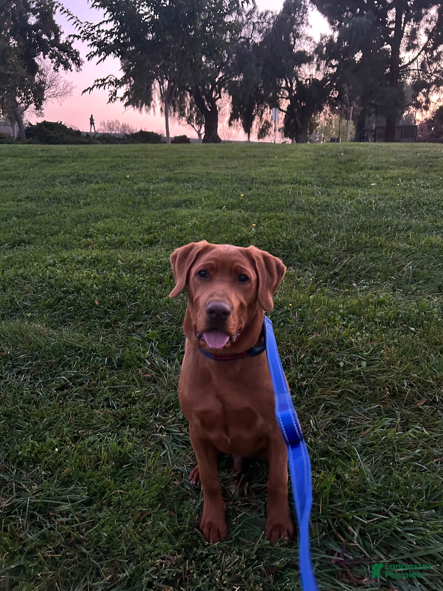 Labrador Retriever dogs Labrador Retriever 1 - Ad 12