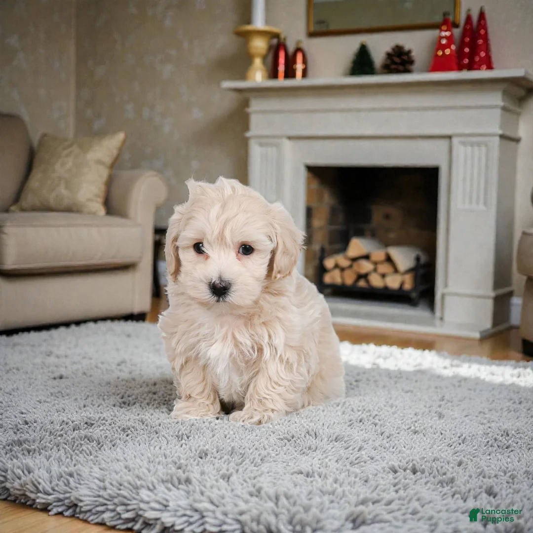 Maltipoo dogs for sale: Mae - Ad 8