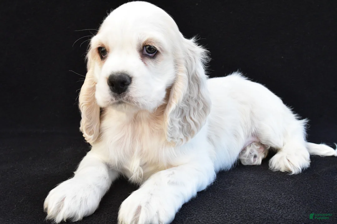 Cocker Spaniel dogs for sale: Wyatt - Ad 2