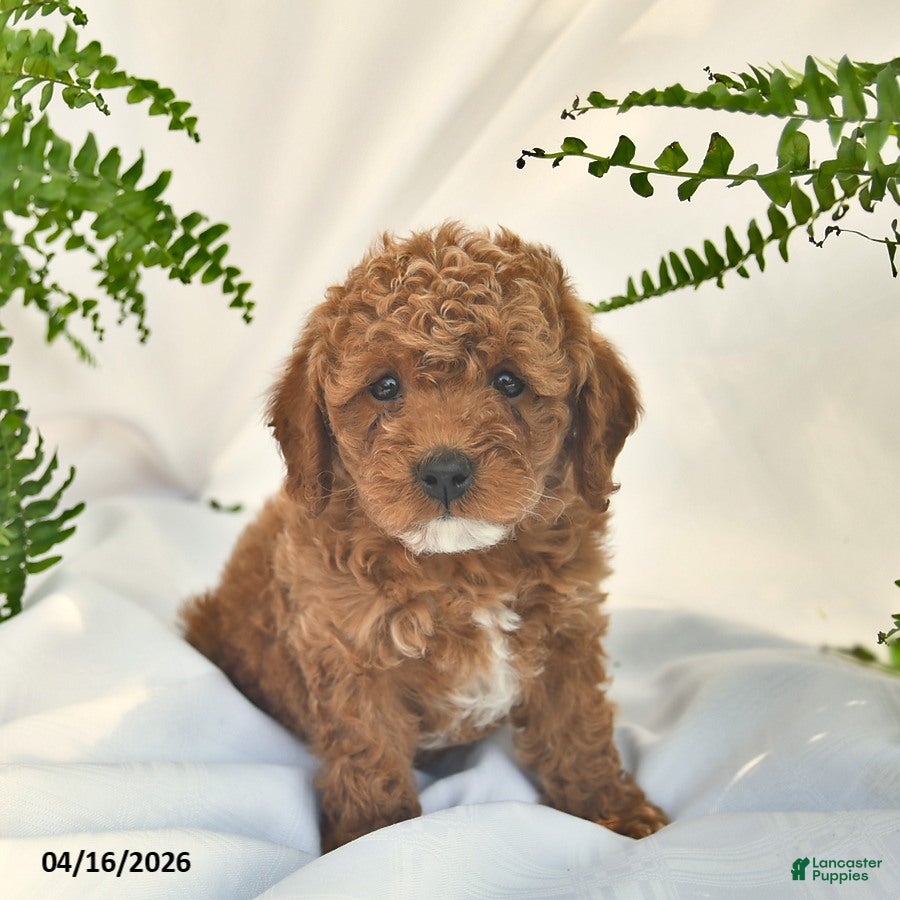 Miniature Poodle dogs Roo   - Ad 1