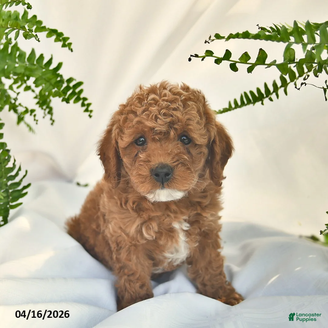 Miniature Poodle dogs for sale: Roo   - Ad 1