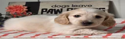 Miniature Dachshund dogs for sale: Austin - Ad 3