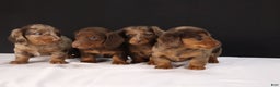 Dachshund dogs for sale: Dachshund Puppy 1 - Ad 16