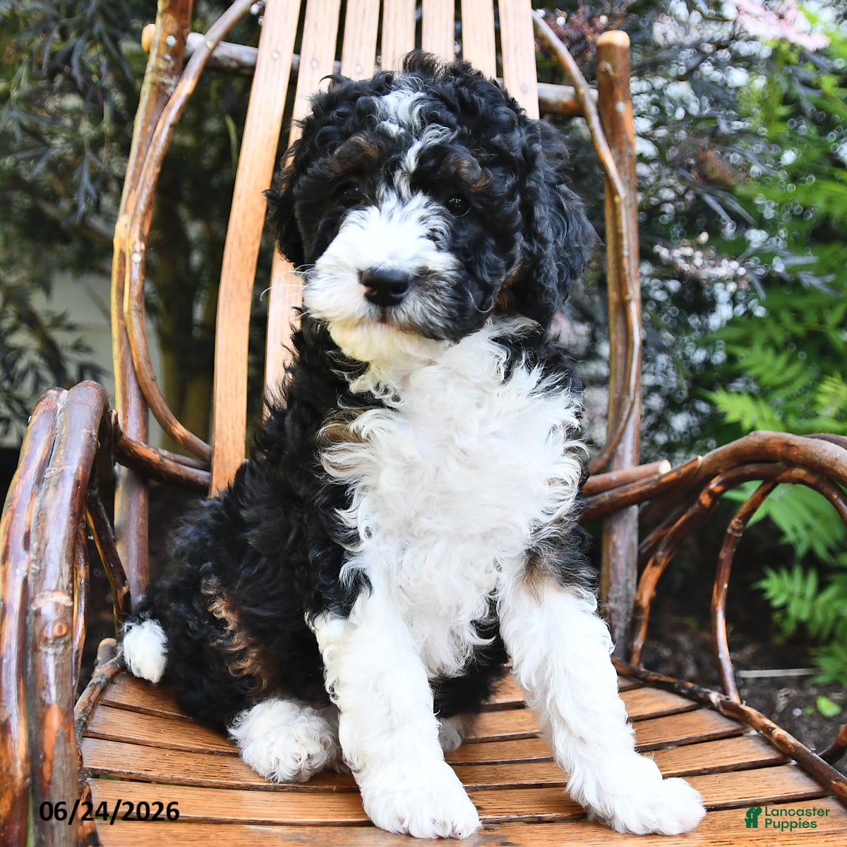 Mini Bernedoodle dogs Moonshine - Ad 2