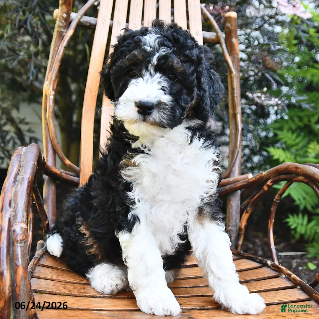 Mini Bernedoodle dogs for sale: Moonshine - Ad 2