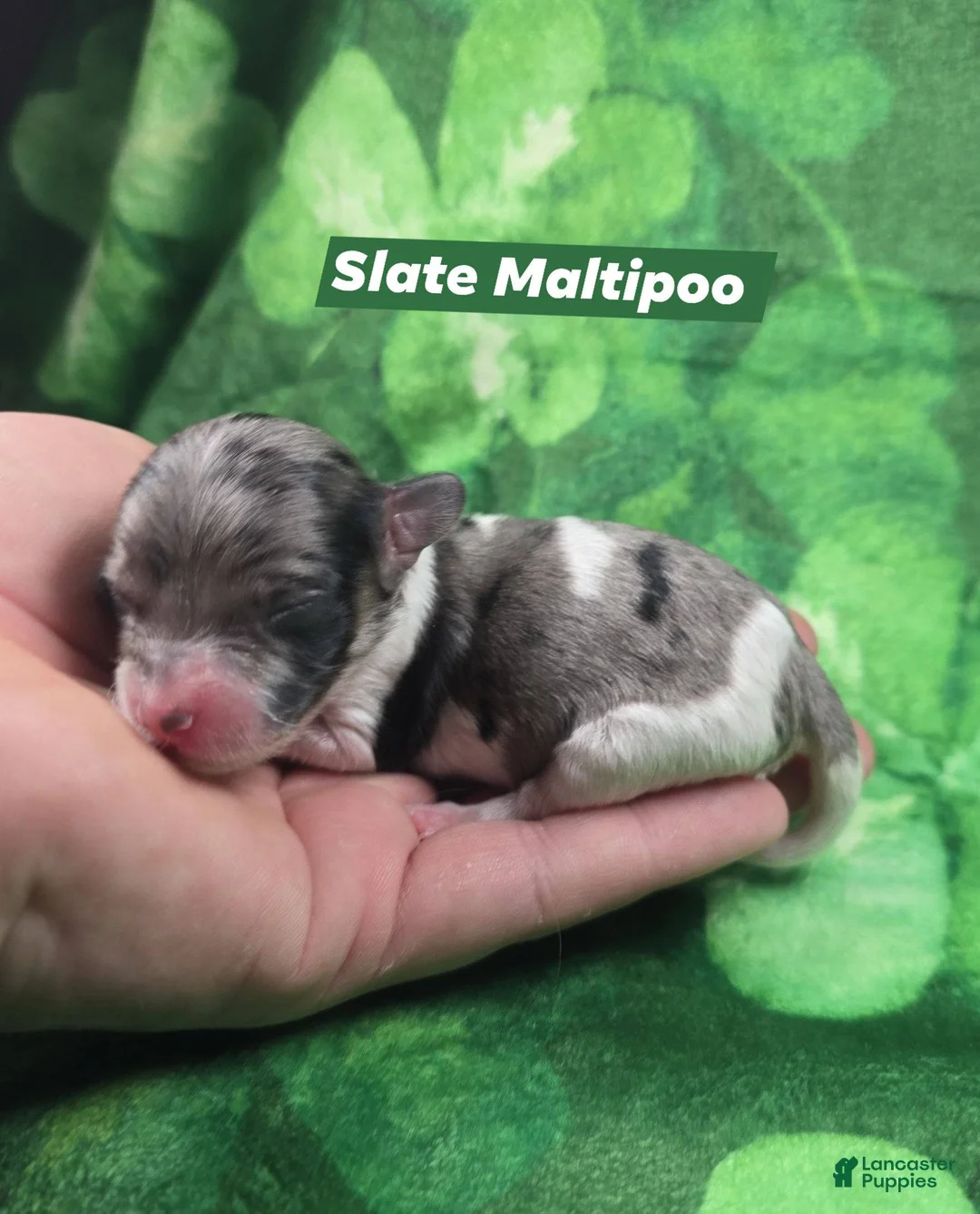Maltipoo dogs for sale: Slate - Ad 1