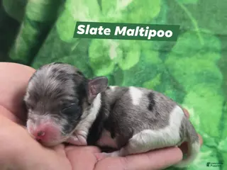Maltipoo dogs Slate - Ad 24
