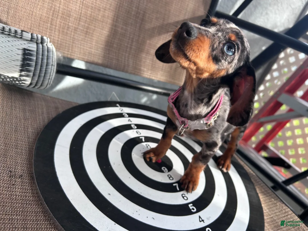 Miniature Dachshund dogs for sale: Miniature Dachshund 1 - Ad 1