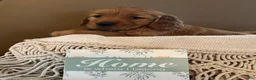 Golden Retriever dogs for sale: Golden Retriever Puppy 1 - Ad 8