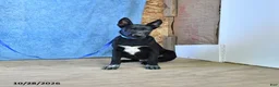 Belgian Malinois dogs for sale: Draco - Ad 2