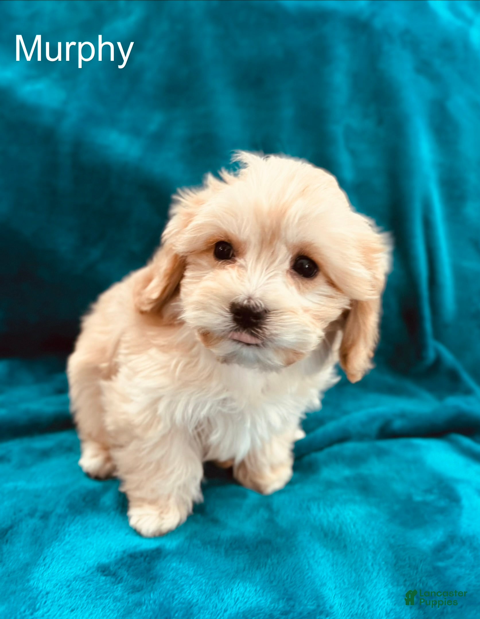 Cavachon dogs Murphy - Ad 9