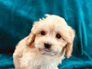Cavachon dogs Murphy - Ad 3