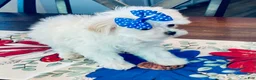 Maltese dogs for sale: Teacup Lily - Ad 3