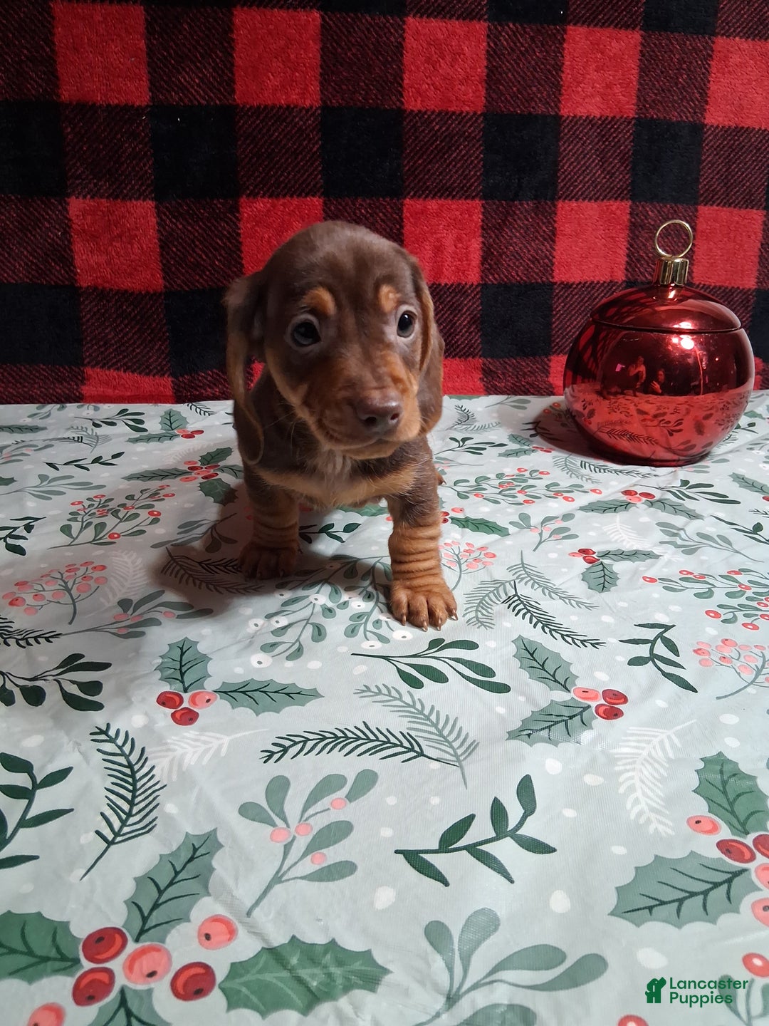 Miniature Dachshund dogs for sale: Kit Kat - Ad 2