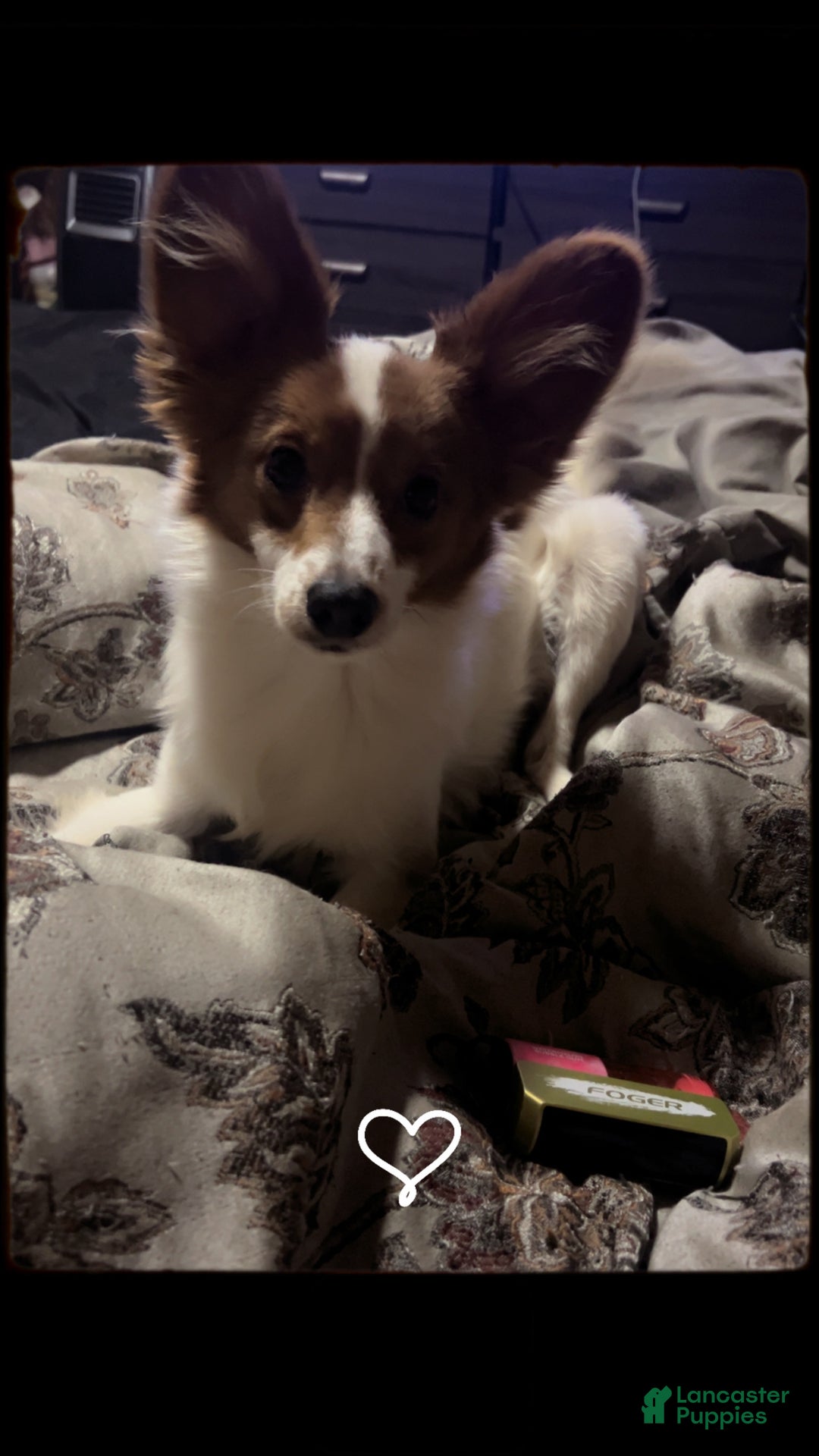 Papillon dogs for sale: Mochi - Ad 3