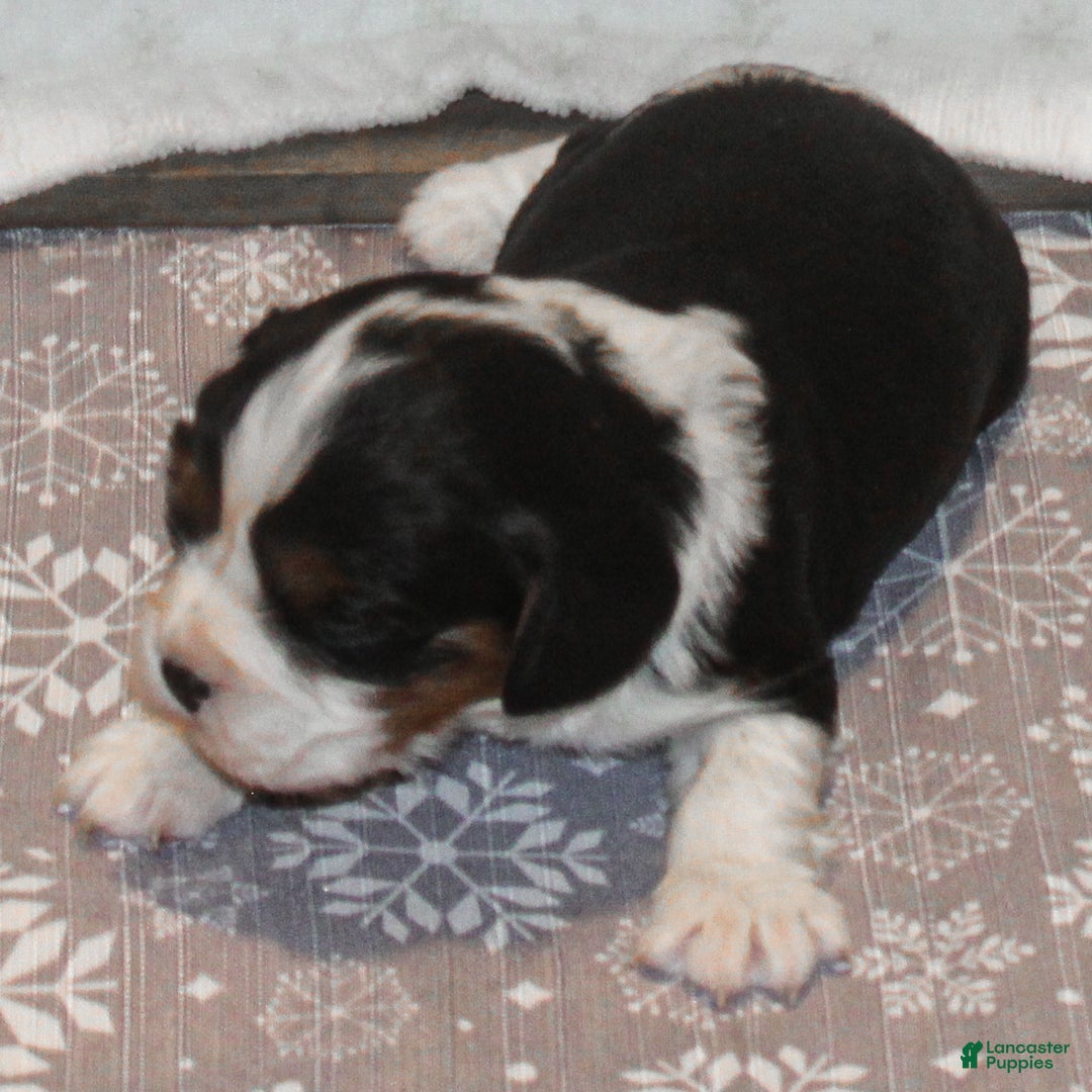 Cavalier King Charles Spaniel dogs for sale: Monica - Ad 2