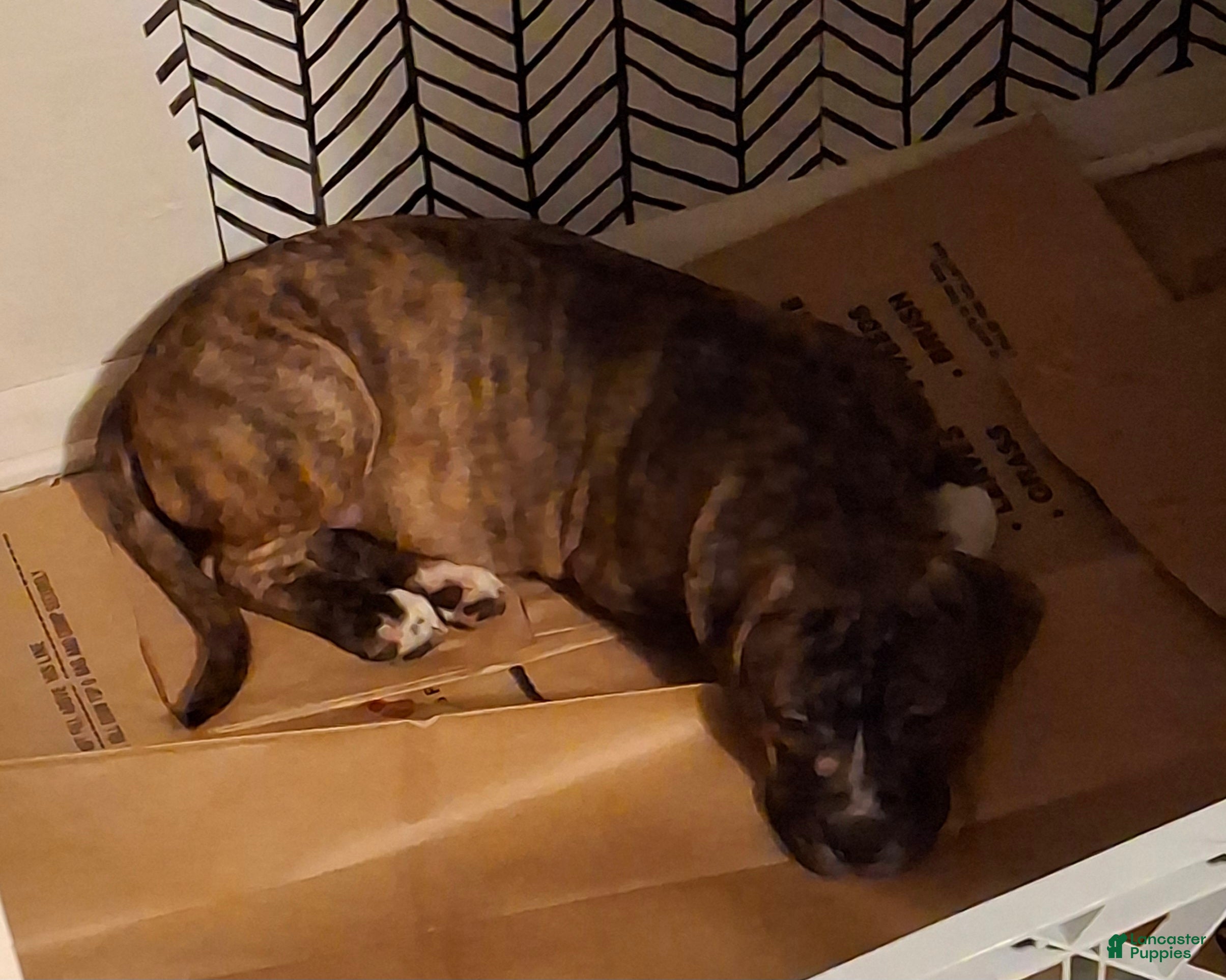 Mixed Breed dogs Mixed Breed Puppy 1 - Ad 4