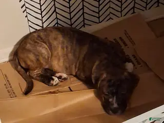 Mixed Breed dogs Mixed Breed Puppy 1 - Ad 4