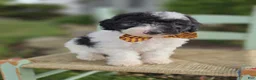 Mini Sheepadoodle dogs for sale: Josh - Ad 3