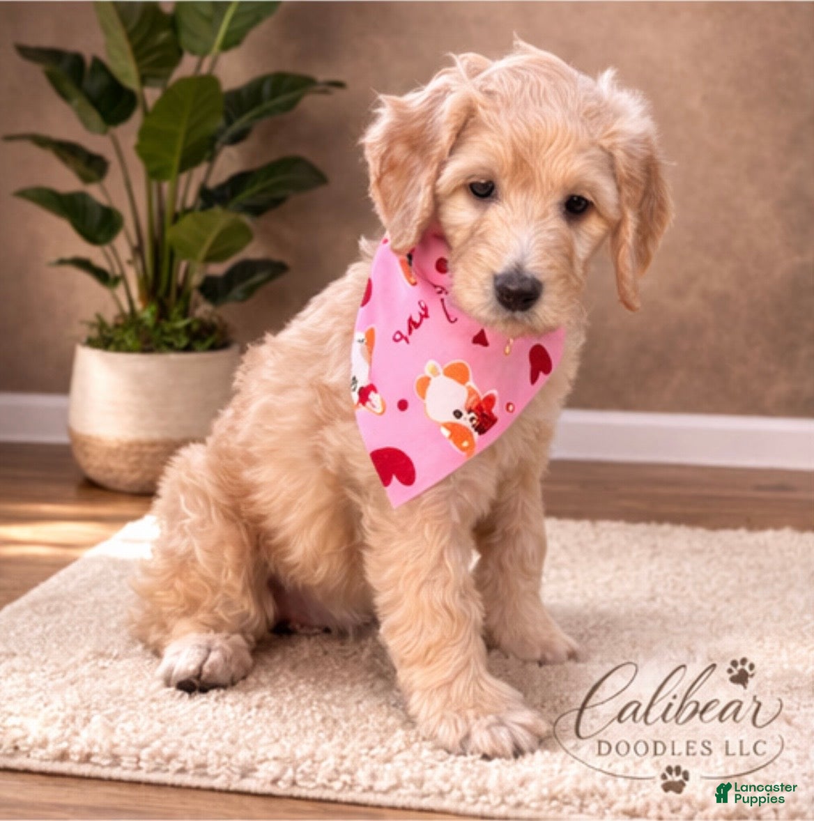 Goldendoodle dogs Goldendoodle Puppy 2 - Ad 6