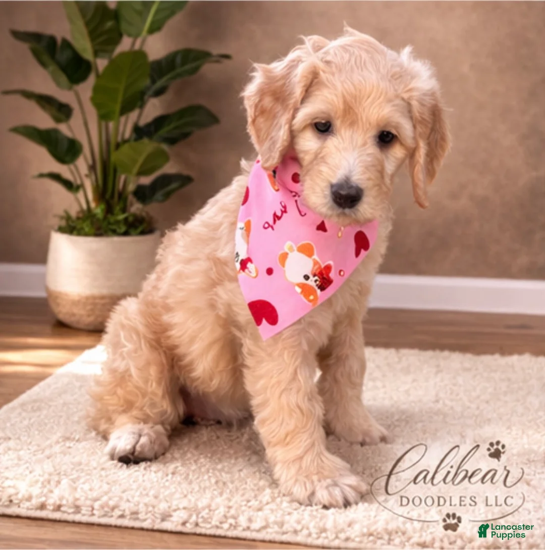 Goldendoodle dogs for sale: Goldendoodle Puppy 2 - Ad 1