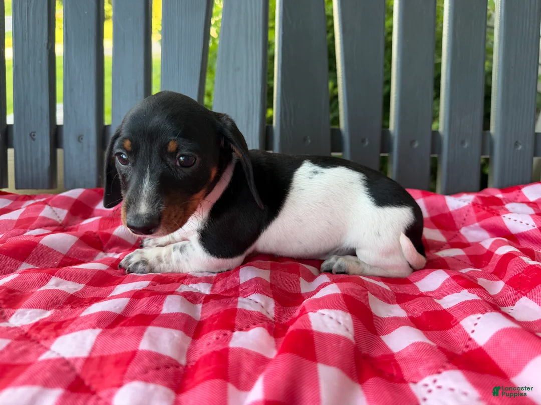 Miniature Dachshund dogs for sale: Willow - Ad 1