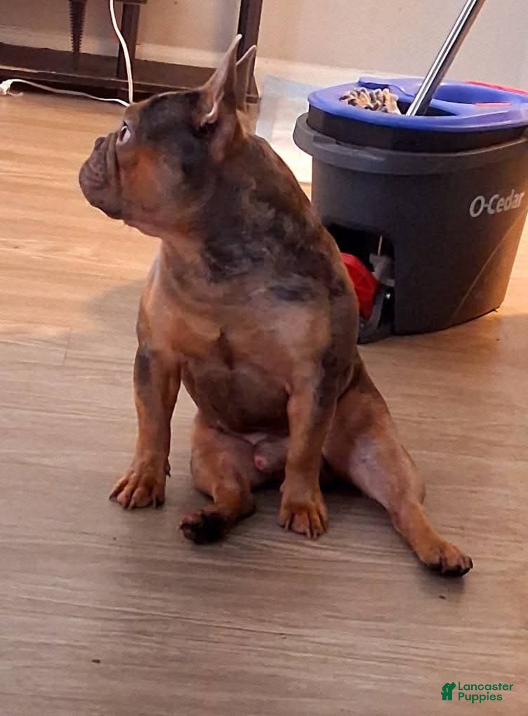 French Bulldog dogs for stud: Buddy for stud +ivf - Ad 4