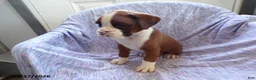 Boxer dogs for sale: Darcy - Ad 4