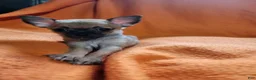 Chihuahua dogs for sale: Chihuahua 3 - Ad 5