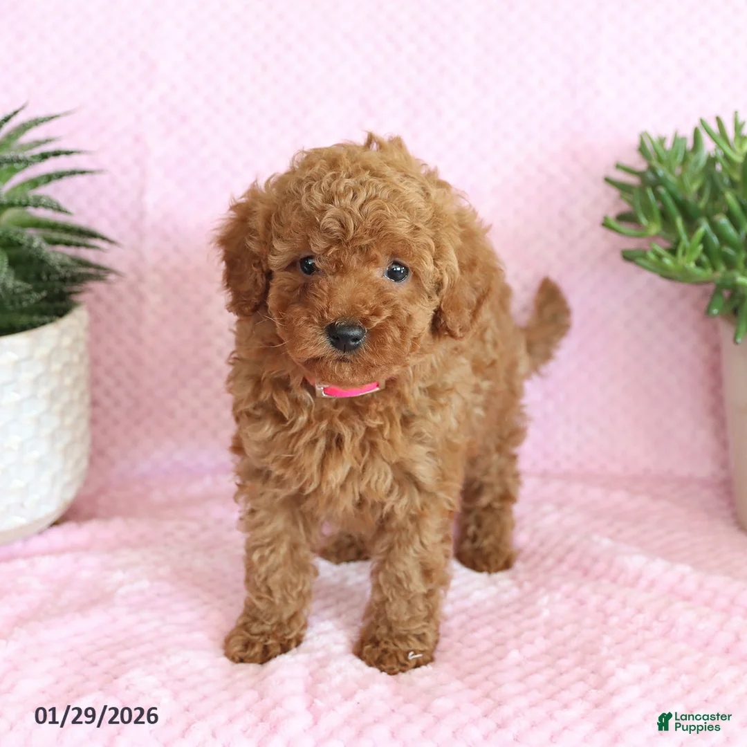Miniature Poodle dogs for sale: Ondrea - Ad 4
