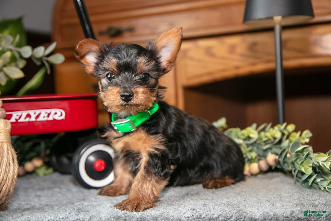 Yorkshire Terrier dogs for sale: Onyx - Ad 3