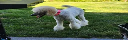 Standard Poodle dogs for sale: Standard Poodle 3 - Ad 9