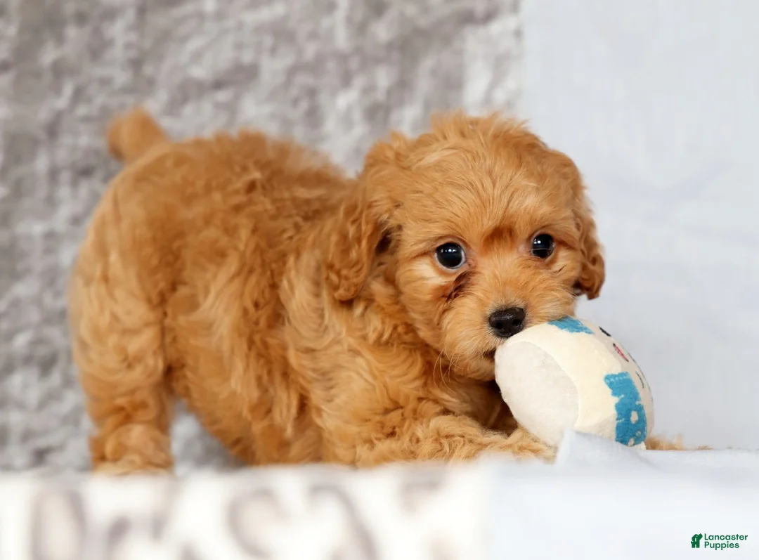 Cavapoo dogs for sale: Parker - Ad 8
