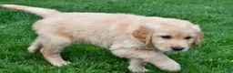 Golden Retriever dogs for sale: Diesel - Ad 3