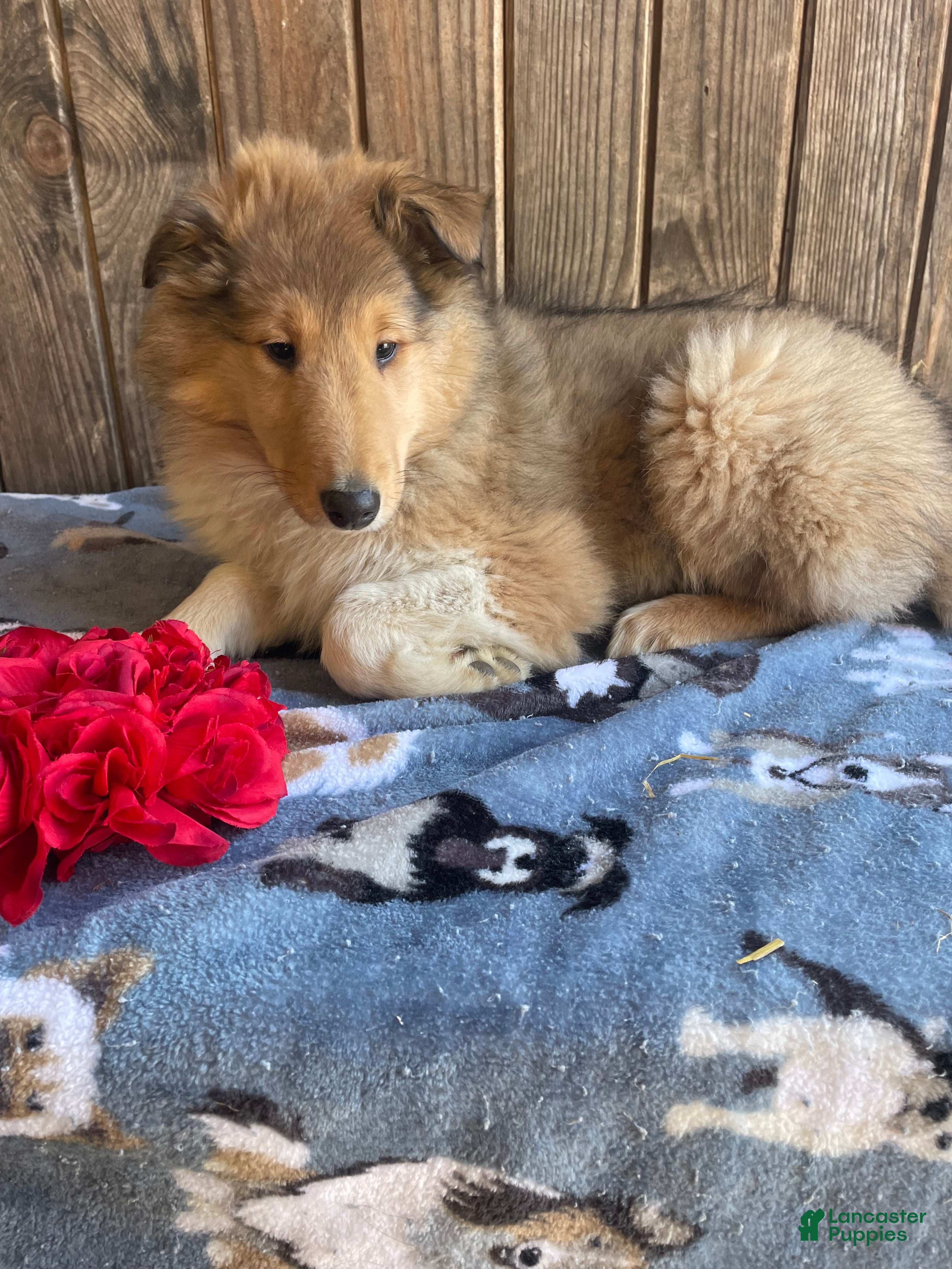 Collie dogs Connie - Ad 15