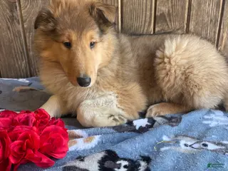 Collie dogs Connie - Ad 15