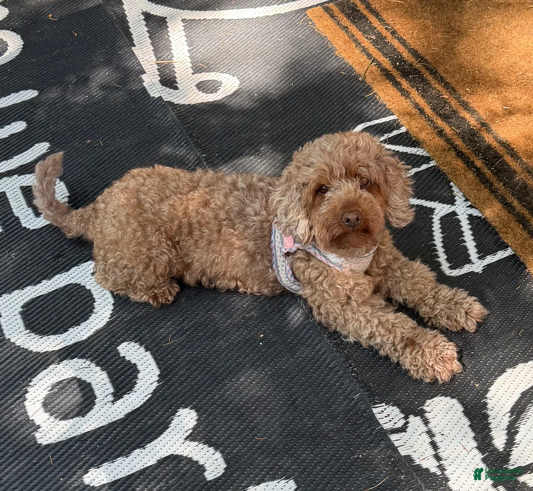 Miniature Poodle dogs for sale: Miniature Poodle Puppy 1 - Ad 5
