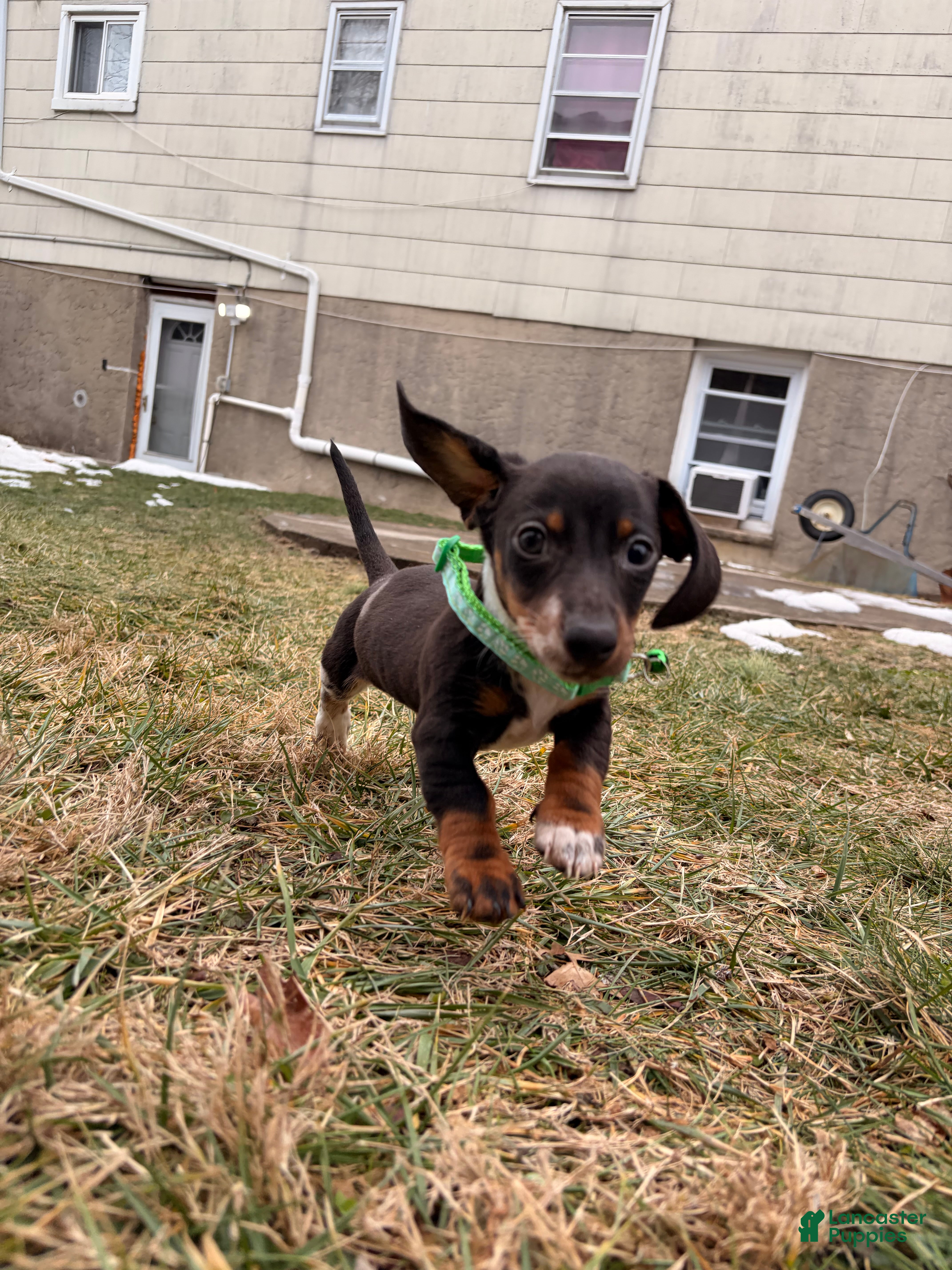 Miniature Dachshund dogs Donald - Ad 2