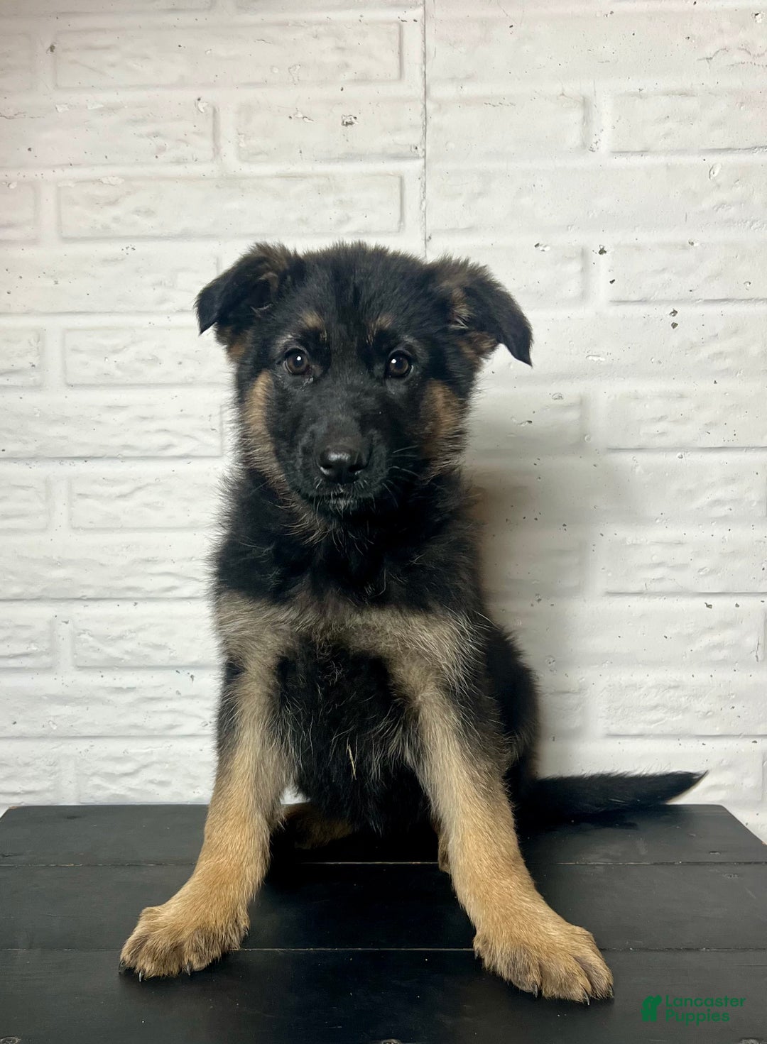 German Shepherd dogs for sale: Dixie - Ad 2