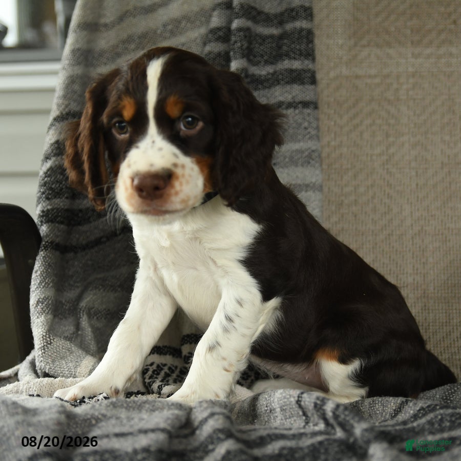 English Springer Spaniel dogs Shelby - Ad 2