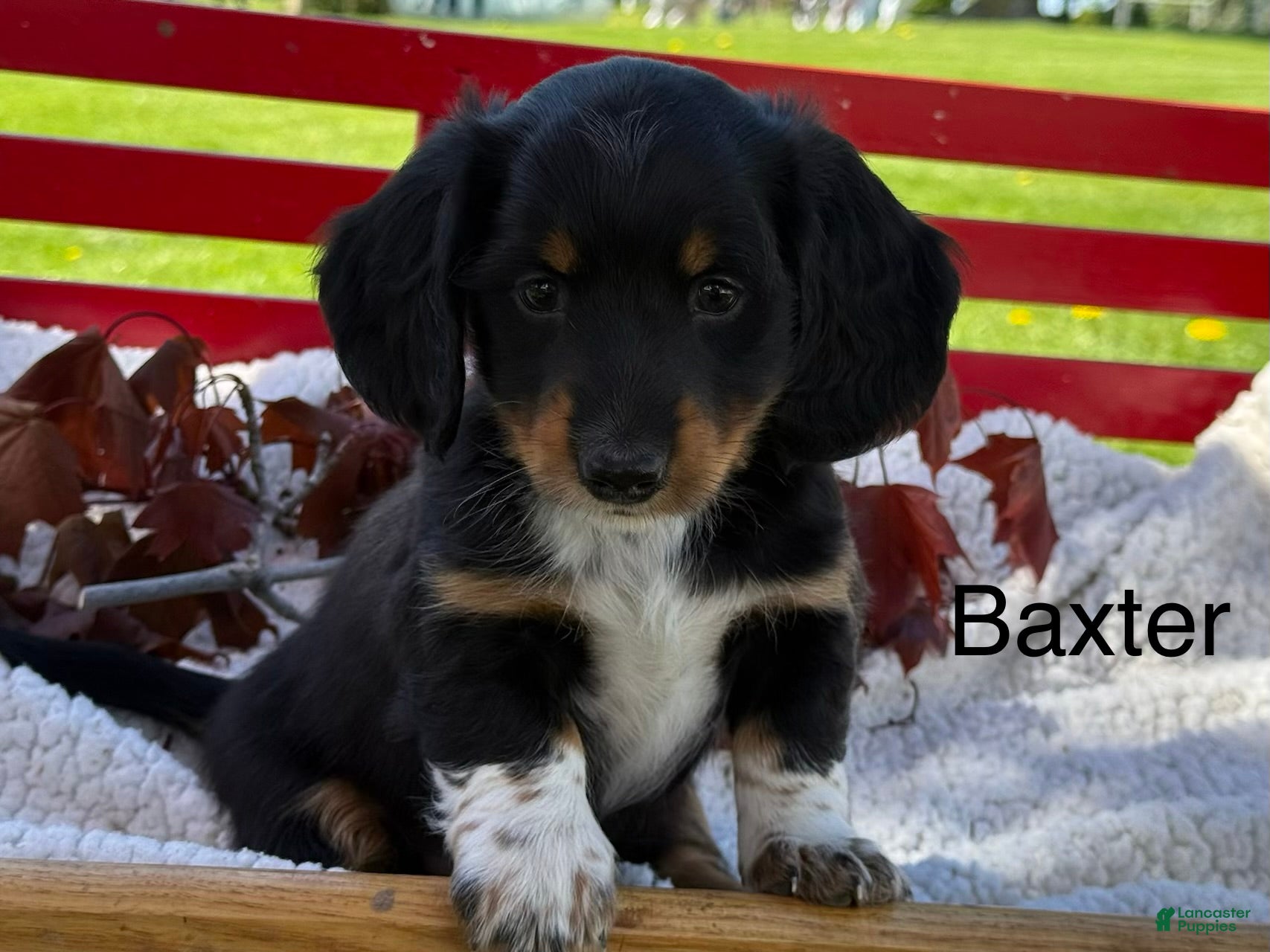 Miniature Dachshund dogs Baxter - Ad 1