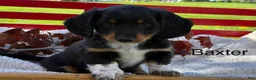 Miniature Dachshund dogs for sale: Baxter - Ad 1