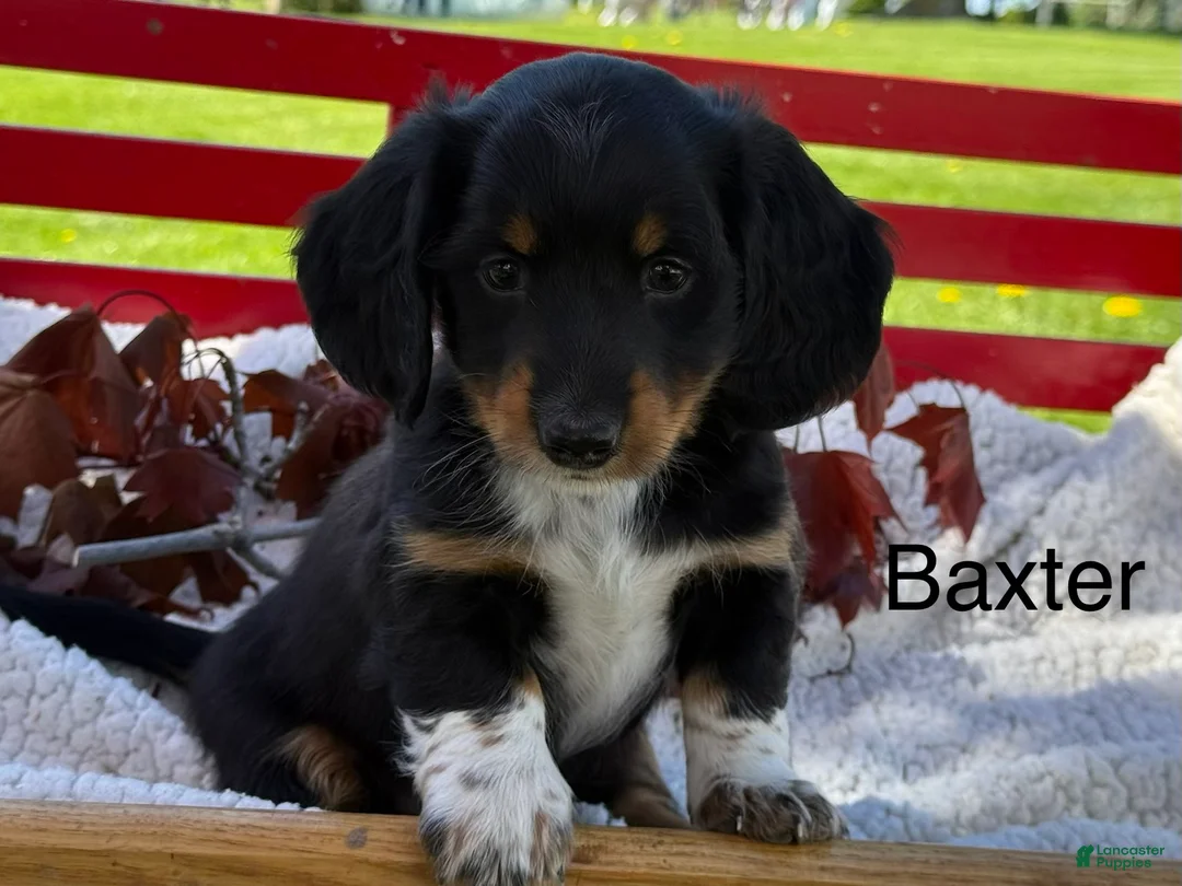Miniature Dachshund dogs for sale: Baxter - Ad 1