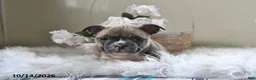 Frenchton dogs for sale: Barney - Ad 3
